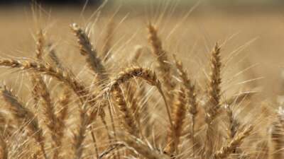 Uluslararası Hububat Konseyi (IGC), dünya