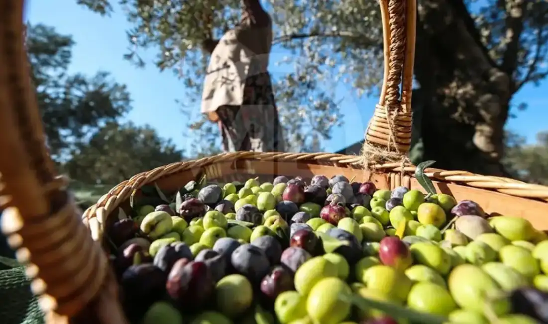 Marmarabirlik, 2025/2026 iş yılı