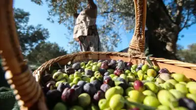 Marmarabirlik ürün alım fiyatlarını açıkladı