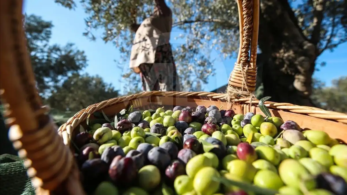 Marmarabirlik ürün alım fiyatlarını açıkladı