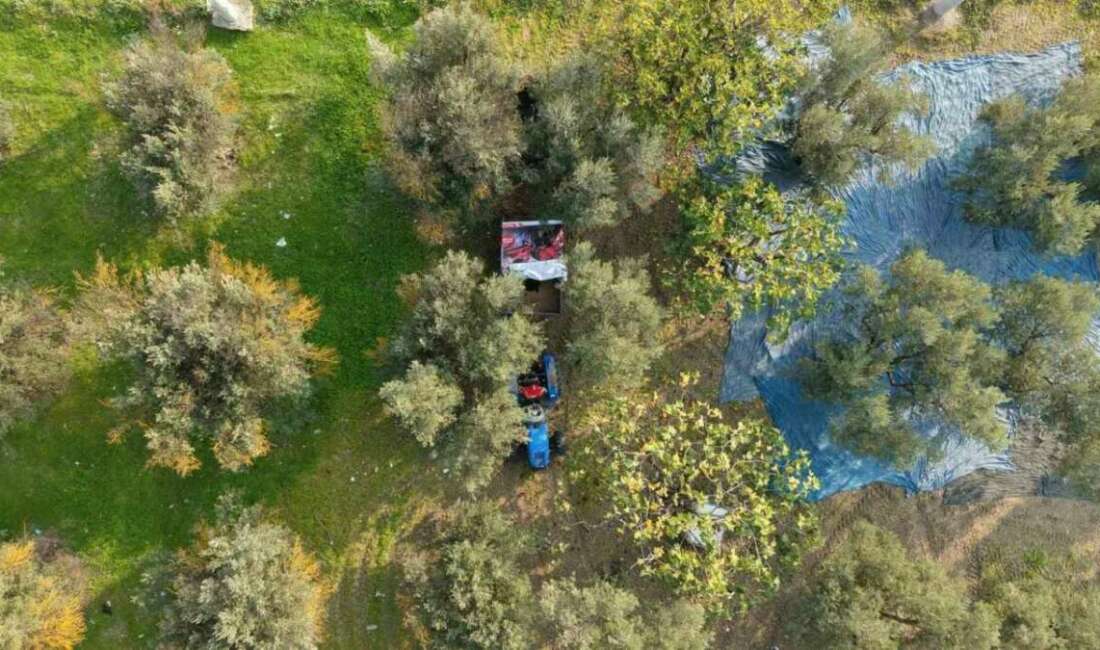 Marmarabirlik’ten 70 bin tonluk alım ve 50 Milyon dolarlık ihracat hedefi Bursa ve ilçelerinde zeytin hasadı