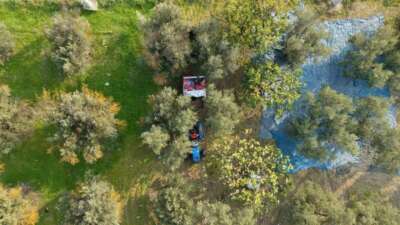 Bursa ve ilçelerinde zeytin hasadı başladı.