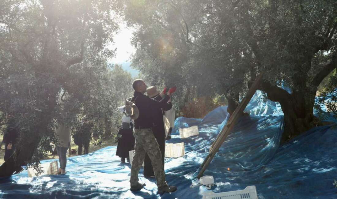 Mudanya Belediyesi, ilçenin bereketli