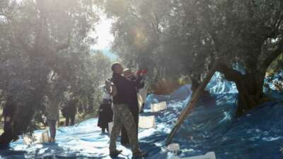 Mudanya’da zeytin hasadı sezonu başladı