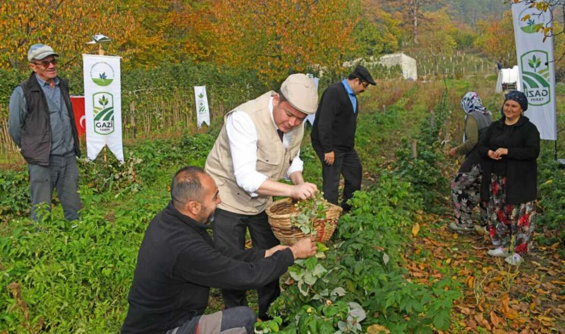 Osmangazi’de Üzümsü Meyvelerde Organik Tarım Seferberliği Osmangazi Belediyesi’nin tarımsal kalkınmanın