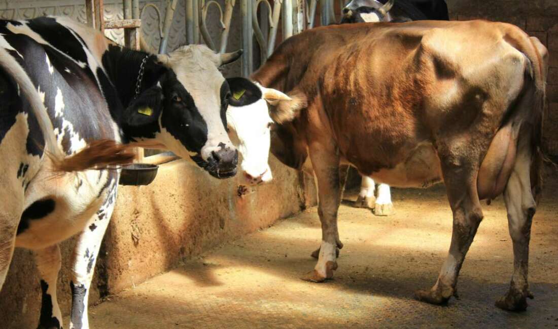 Şap uyarısı: Hayvanlara küflü domates yedirmeyin Bursa Uludağ Üniversitesi Veteriner Fakültesi