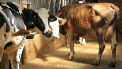 Bursa Uludağ Üniversitesi Veteriner Fakültesi İç