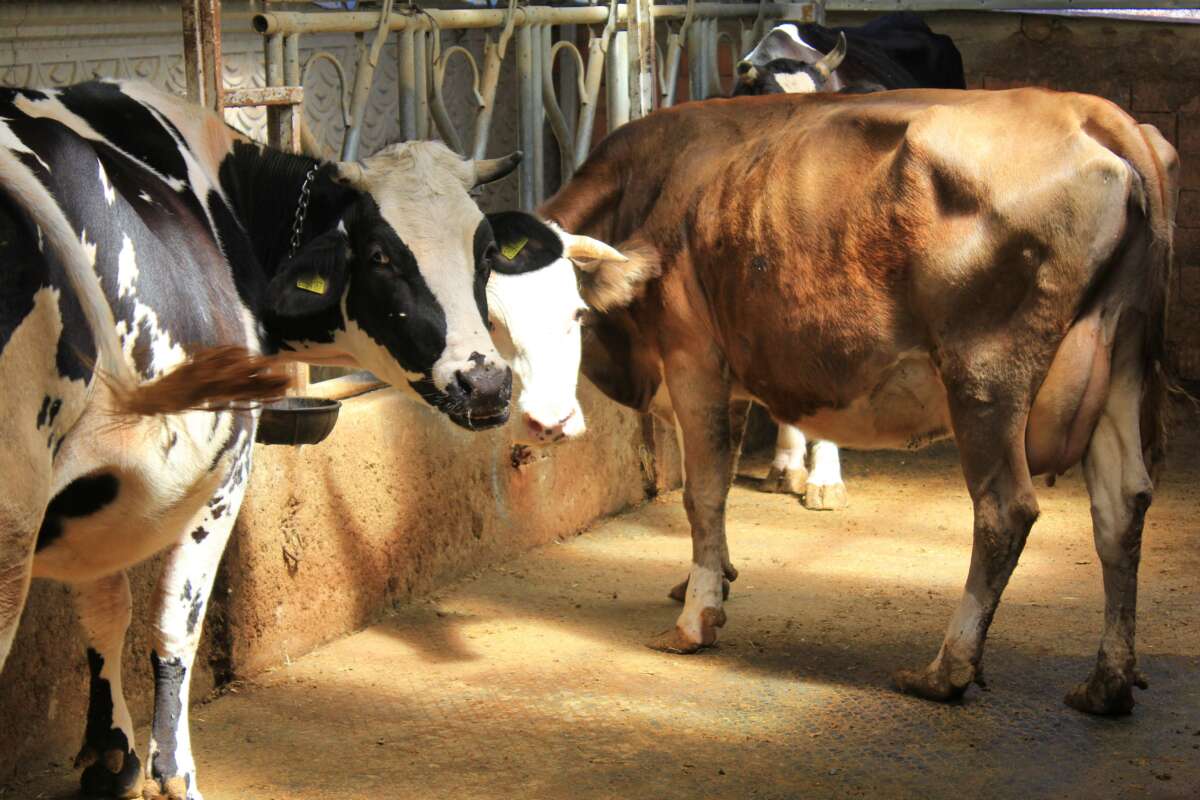 Şap uyarısı: Hayvanlara küflü domates yedirmeyin