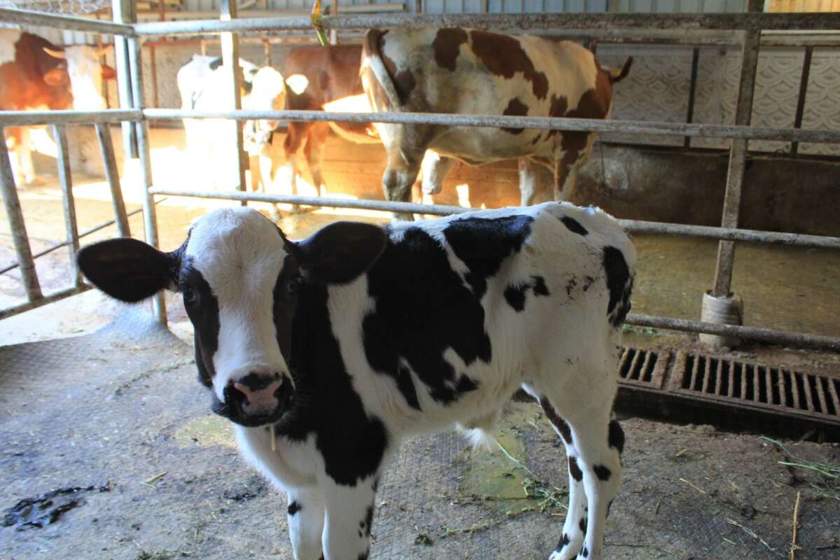 Şap yüzünden beside yüzde 30 kayıp tahmin ediliyor