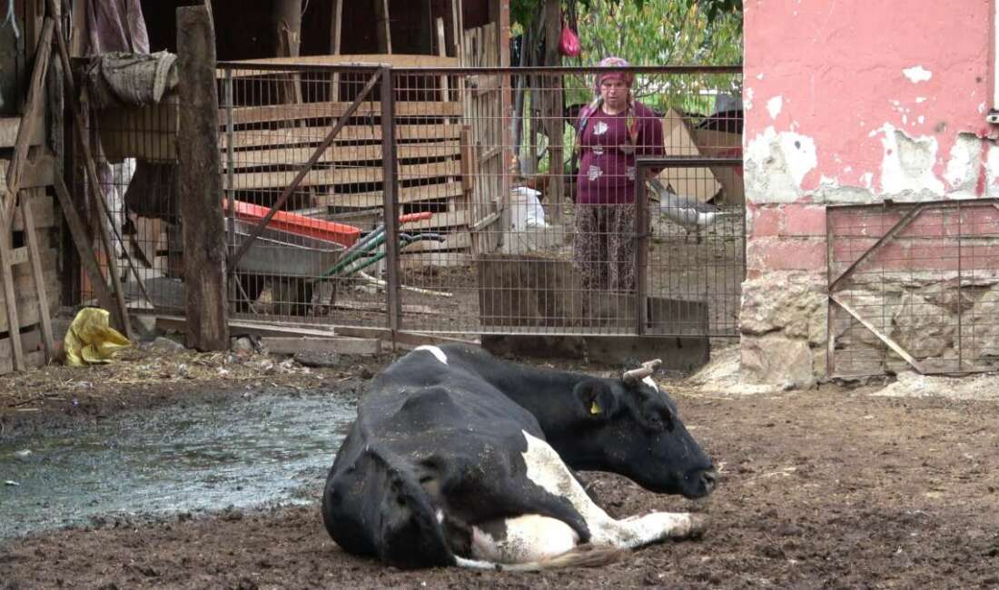 Şapa karşı en radikal koruma aşı: Aşılamayı ihmal etmeyin Bursa Uludağ Üniversitesi Veteriner Fakültesi
