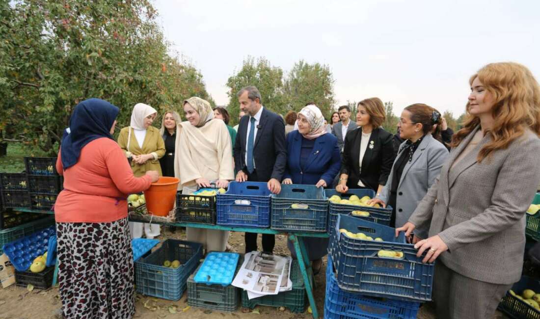 Topuklu iş kadınları ile şalvarlı köylü kadınları aynı tarlada Gürsu’da deveci armudu hasadı,