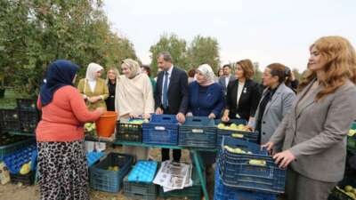 Gürsu’da deveci armudu hasadı, iş