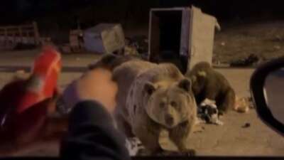 Uludağ’da ayı ailesine sucuk ziyafeti çekerken saldırıya uğradı