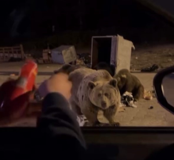 Bursa’da kış uykusuna yatmayan