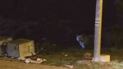 Uludağ’da kış uykusuna yatmayan ayılar çöp konteynerlerini talan etti