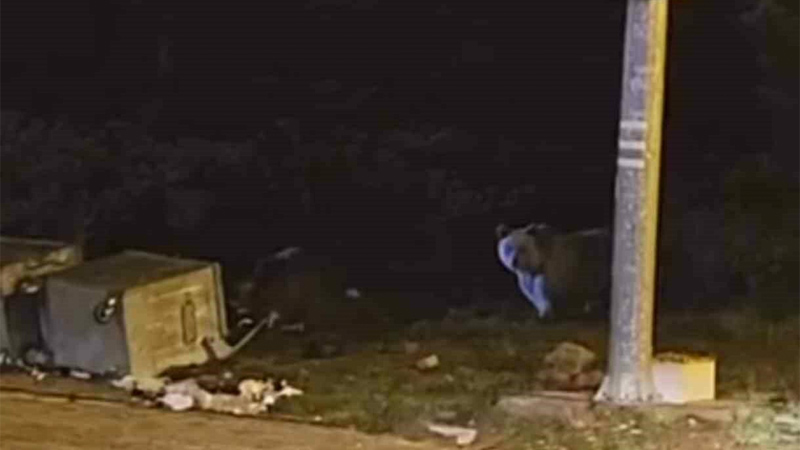 Uludağ’da kış uykusuna yatmayan ayılar çöp konteynerlerini talan etti