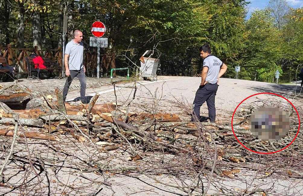 Üzerine ağaç düşen belediye işçisi hayatını kaybetti Geçtiğimiz hafta Mustafakemalpaşa ilçesinin