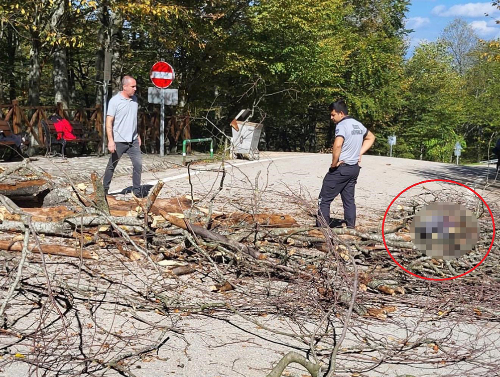 Üzerine ağaç düşen belediye işçisi hayatını kaybetti