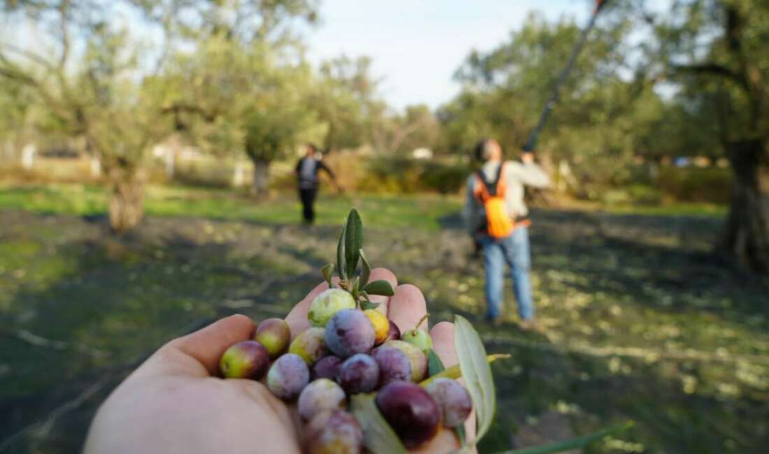 Zeytin hasadıyla tatil buluştu: Ayvalık ara tatilin gözdesi oldu Öğrencilerin ara tatile girmesiyle