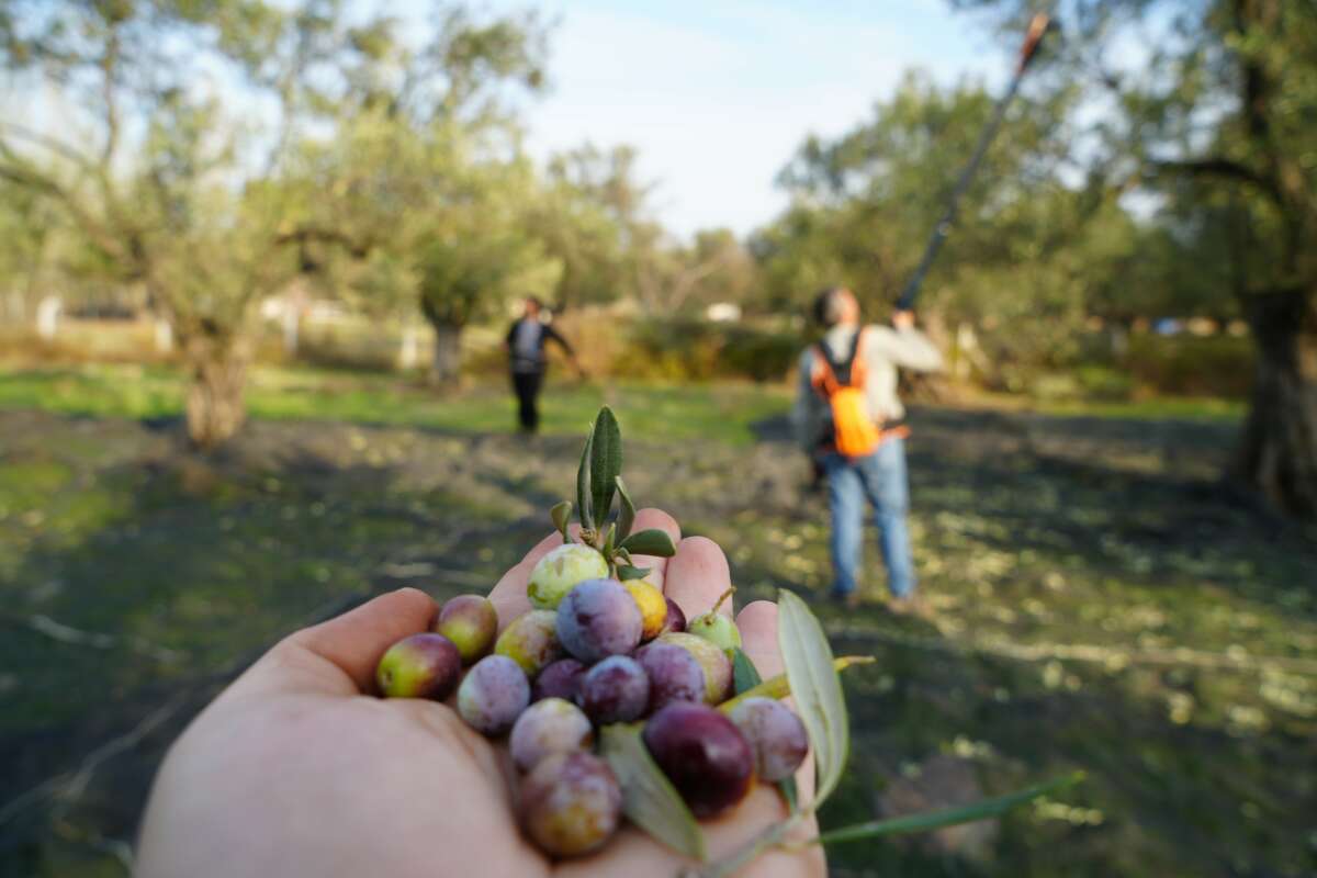 Zeytin hasadıyla tatil buluştu: Ayvalık ara tatilin gözdesi oldu