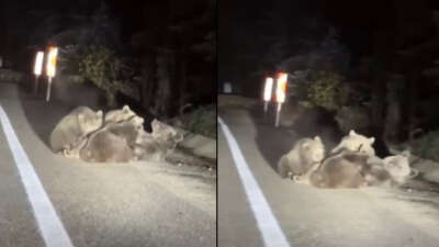 Uludağ’da vahşi doğanın en tatlı anı… Anne ayı yavrularını emzirirken görüntülendi