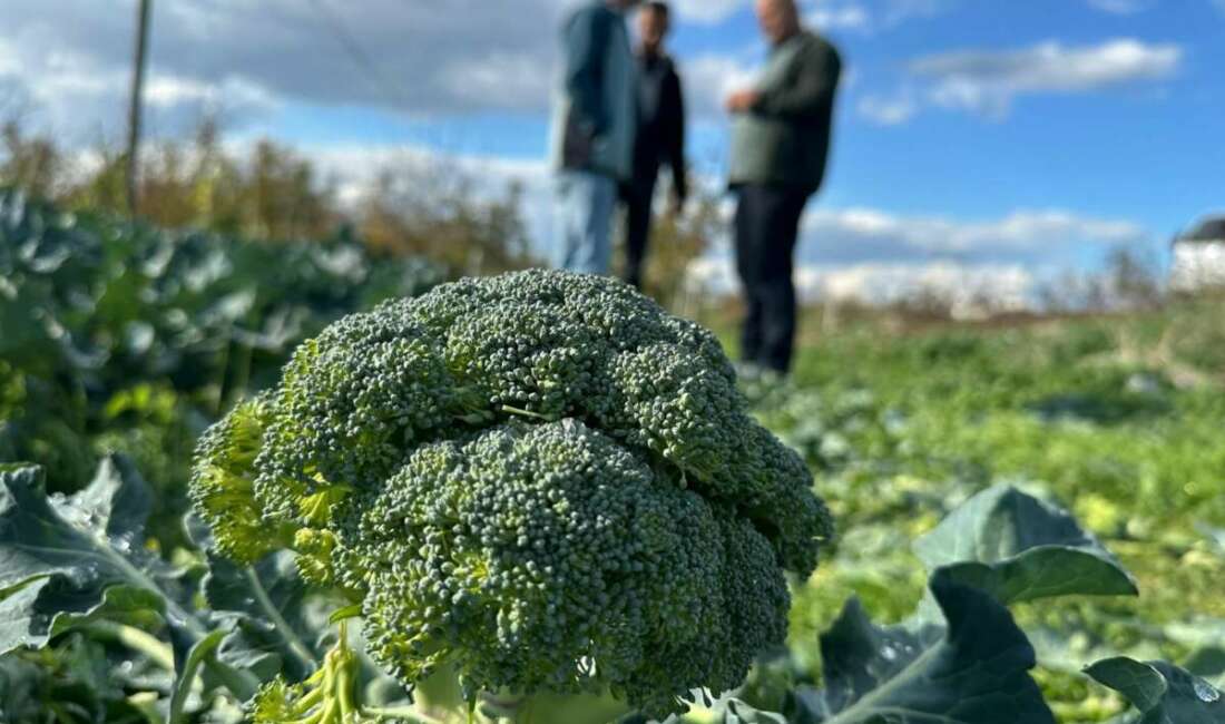 Türk Patent ve Marka