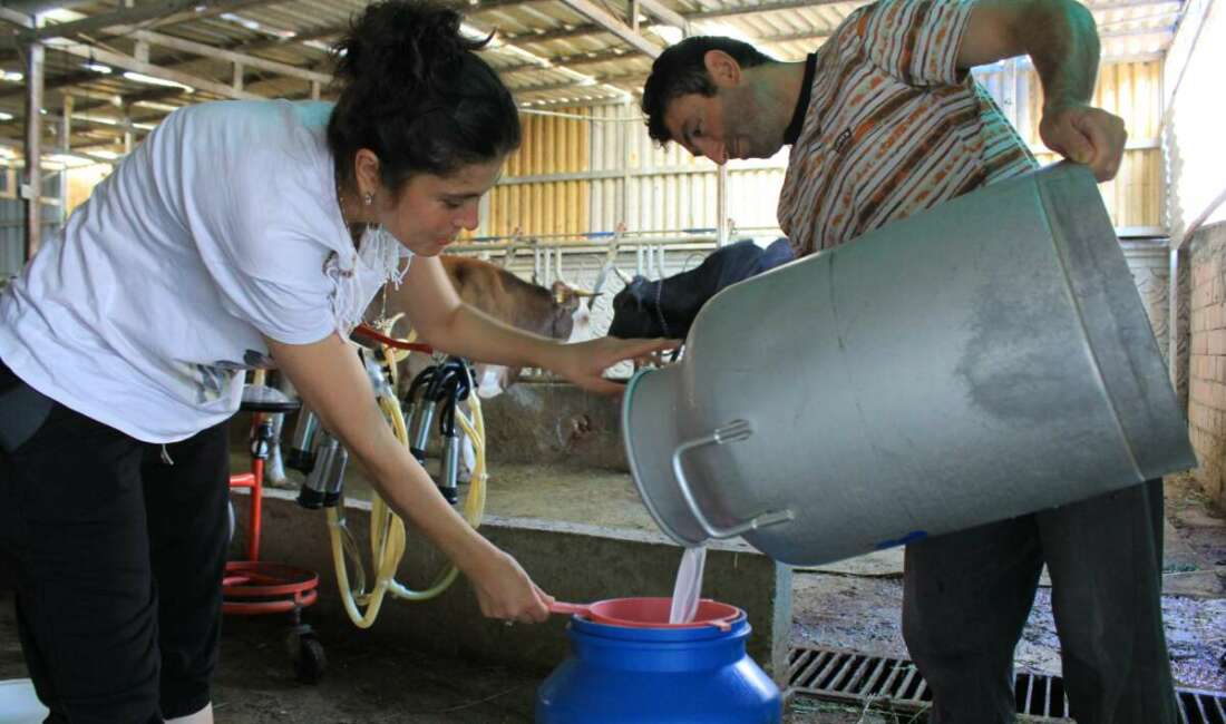 Şapın vurduğu üreticiler süt fiyatında güncelleme istiyor Tüm Süt, Et ve