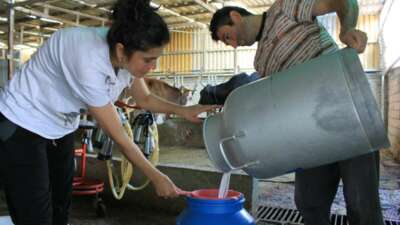 Tüm Süt, Et ve Damızlık