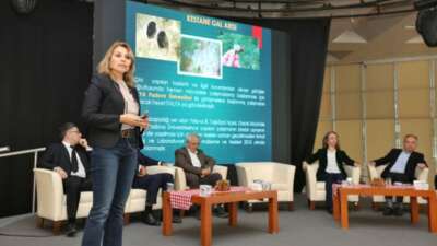 Bursa kestanesine Büyükşehir’den destek