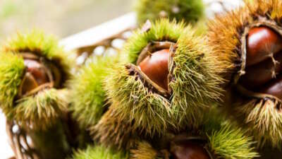 Bursa kestanesinin geleceği konuşuldu