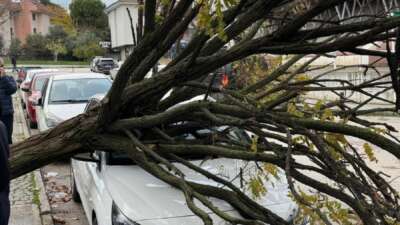 Bursa’da devrilen ağaç korku dolu anlar yaşattı