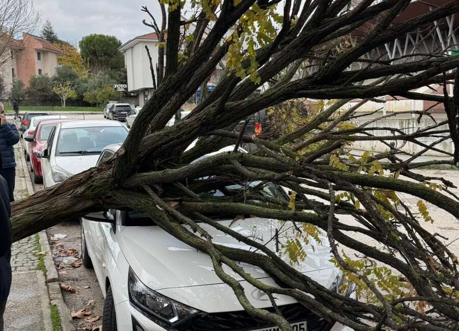 Bursa’da devrilen ağaç korku dolu anlar yaşattı