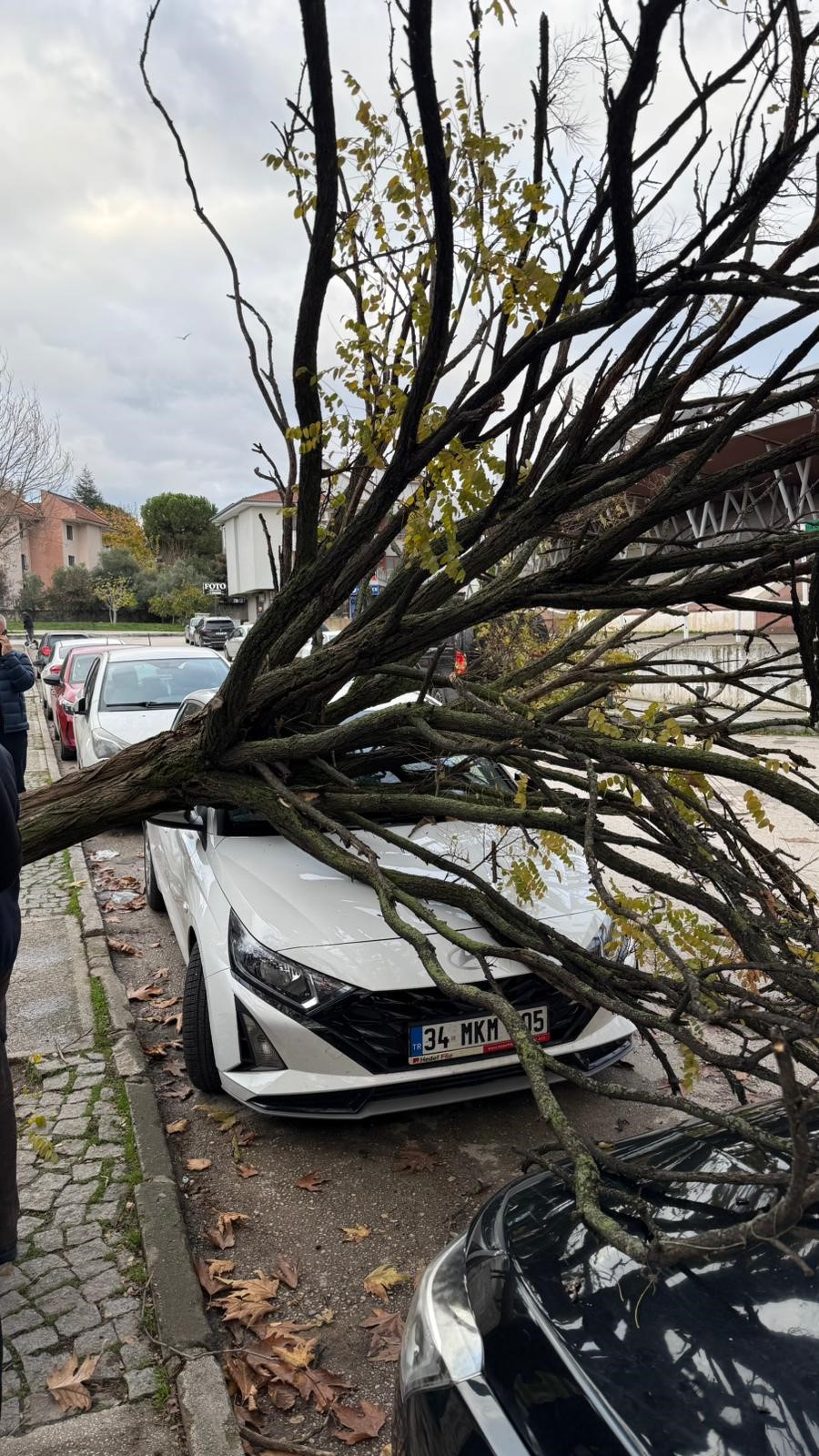 Bursa’da devrilen ağaç korku dolu anlar yaşattı