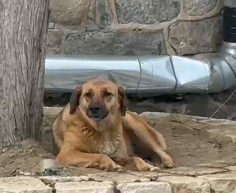 Bursa’da ezana uluyan sokak köpeği dikkat çekti Bursa'nın tarihi Hanlar Bölgesi'nde