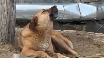  Bursa’da ezana uluyan sokak köpeği dikkat çekti