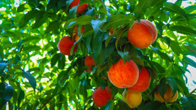 Bursa’nın lezzetleri gün yüzüne çıkıyor