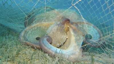 Tarım ve Orman Bakanlığı, yıl