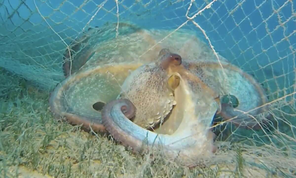 Hayalet ağlarla mücadelede 420 milyon m² tarandı