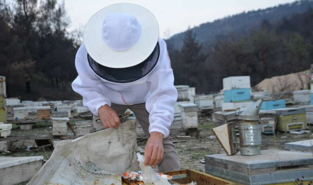 Hobiden üreticiye: Ana arılarını tüm Türkiye’ye gönderiyor Bilecik'te 15 yıl önce,