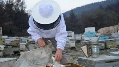 Hobiden üreticiye: Ana arılarını tüm Türkiye’ye gönderiyor