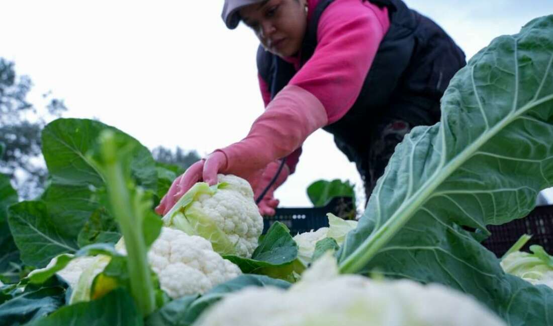 İzmir’de kışlık sebze hasadı başladı: Verim yüzleri güldürüyor Türkiye’nin kışlık sebze üretim