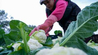 İzmir’de kışlık sebze hasadı başladı: Verim yüzleri güldürüyor