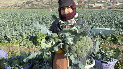 İzmir’in verimli tarım arazilerinde ‘yeşil altın’ hasadı Türkiye'nin kışlık sebze üretim merkezlerinden