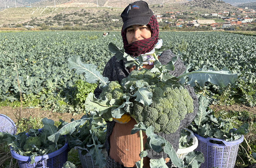 İzmir’in verimli tarım arazilerinde ‘yeşil altın’ hasadı Türkiye'nin kışlık sebze üretim