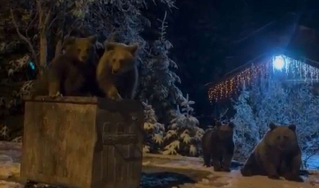 Bursa Uludağ'da yerleşim alanlarına inen