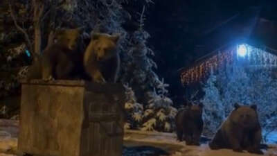 Kış uykusuna yatmayan ayılar böyle görüntülendi