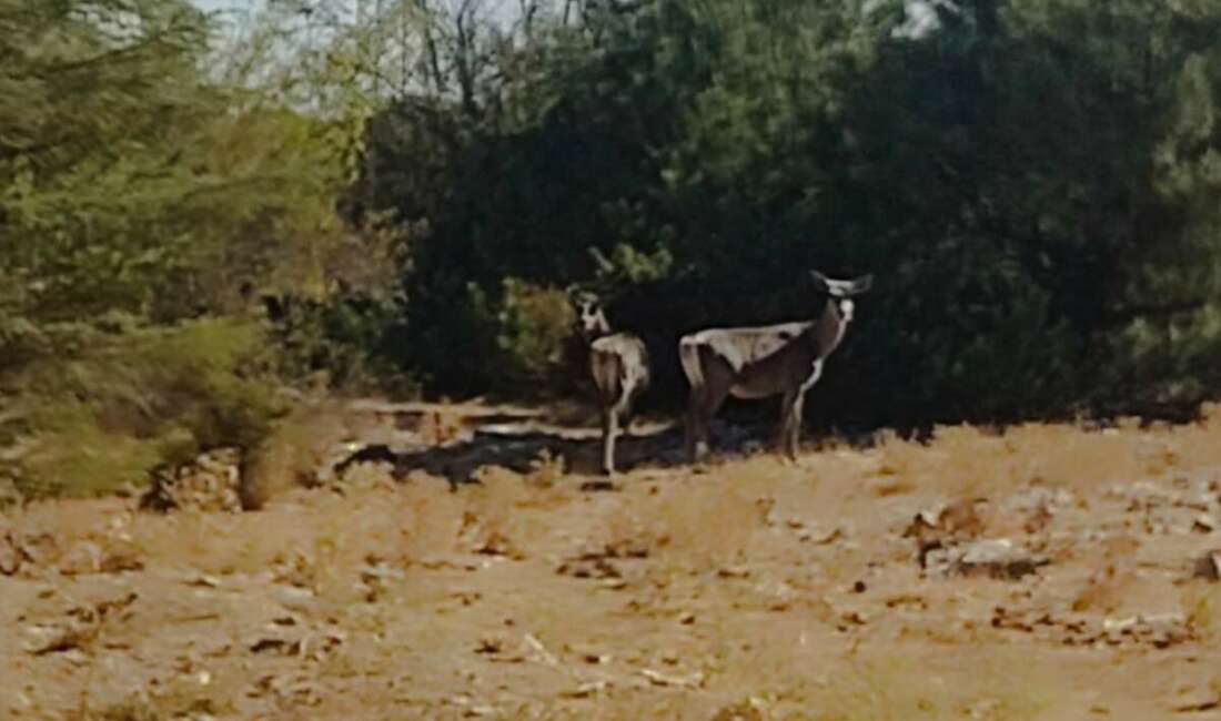Spil Dağı Milli Parkı’na