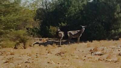 Spil Dağı Milli Parkı’na 2022