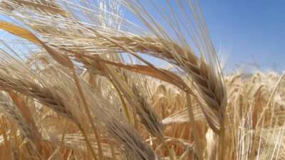 Kuraklık arpa ekimini artırdı