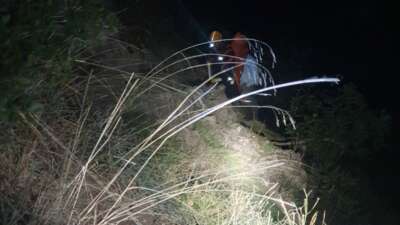 Bursa'nın Gürsu ilçesinde ormanlık alanda